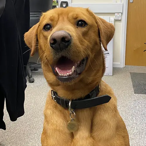 s-Explosive-Detection-Dogs